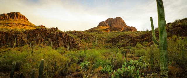 Sombrero Peak and saguaro cacti at dusk, Arizona desert landscape.